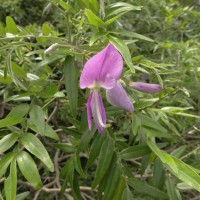 Mundulea sericea (Willd.) A.Chev.